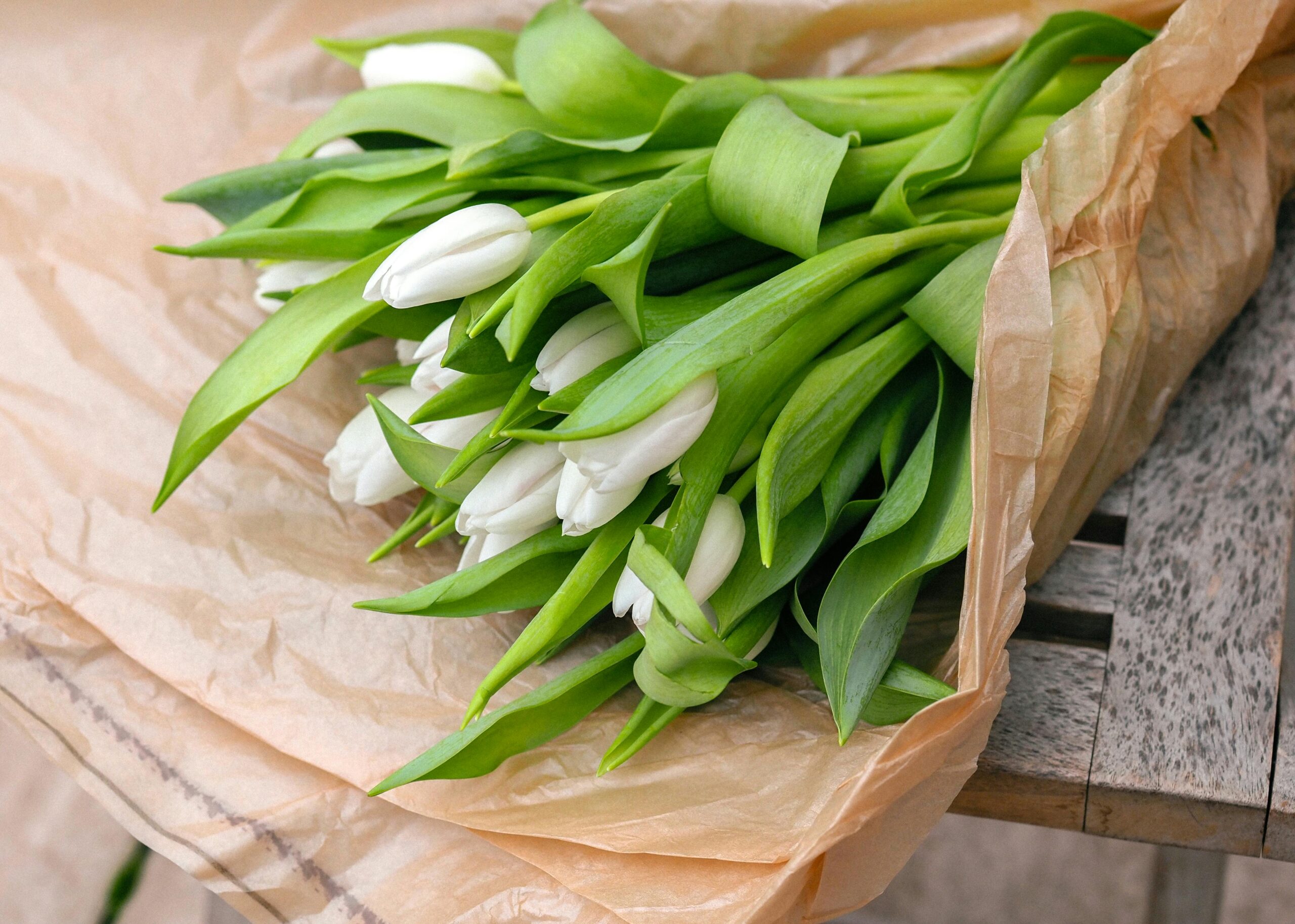 Kostenloses Stock Foto zu bambus, blatt, disjunct